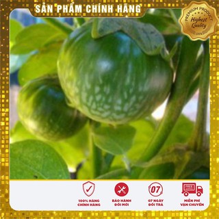 Hạt Giống Cà Bát Ta Da Ếch(2gr)
