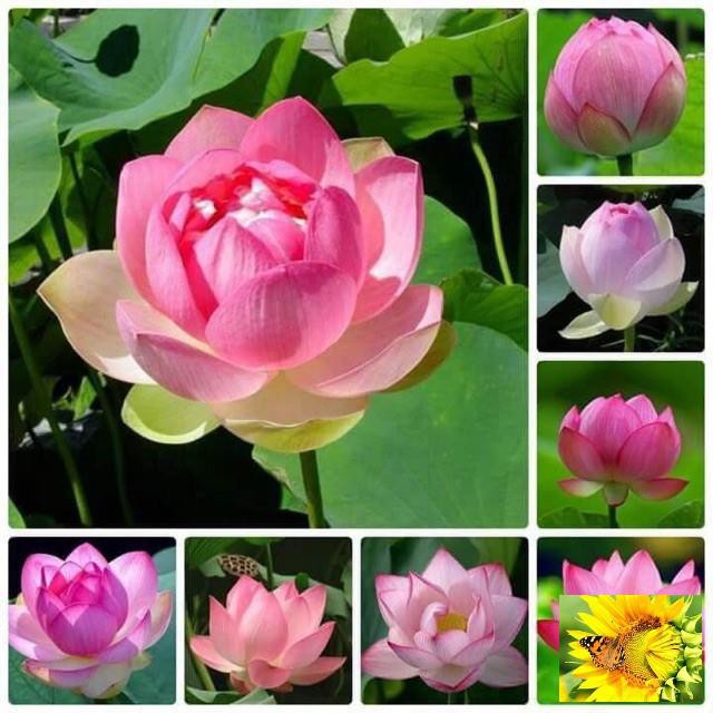 Hạt giống sen hồng quê hương - 10 hạt