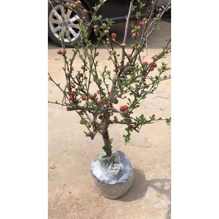 2 Cây Mai Đỏ size Lớn