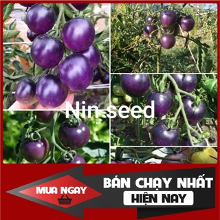 [ Big Sale ] Hạt giống cà chua tím (purple tomato)
