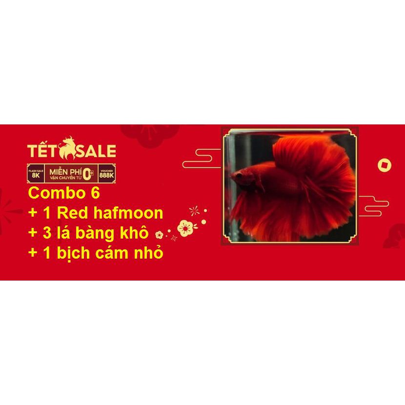 Combo Betta Food 6 Red HM - Thức ăn cho cá