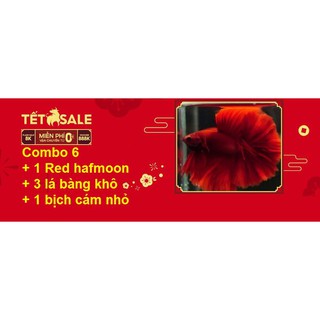 Combo Betta Food 6 Red HM - Thức ăn cho cá