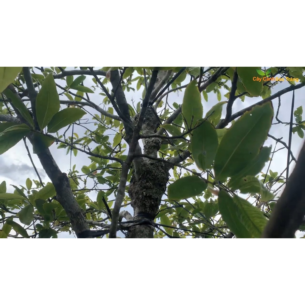 Keo Vua Tạo Xù Nu chuyên dùng để tạo Xù Cho Cây Mai Vàng