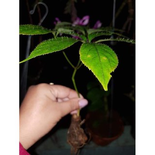 CÂY GIỐNG SÂM NGỌC LINH - CGSNL