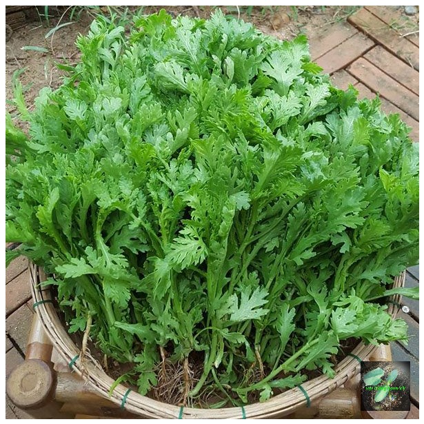 [Seeds] Hạt giống Rau Tần Ô (Cải cúc), đóng gói 20gr