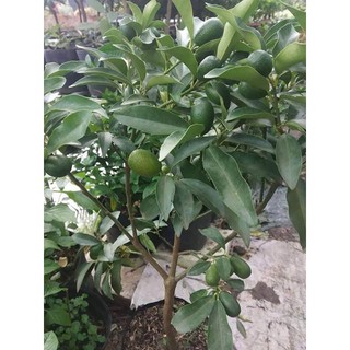 Cây Tắt Ngọt (Tắt Thái)