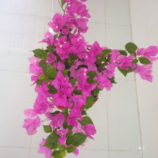 Giấy màu sát pháo