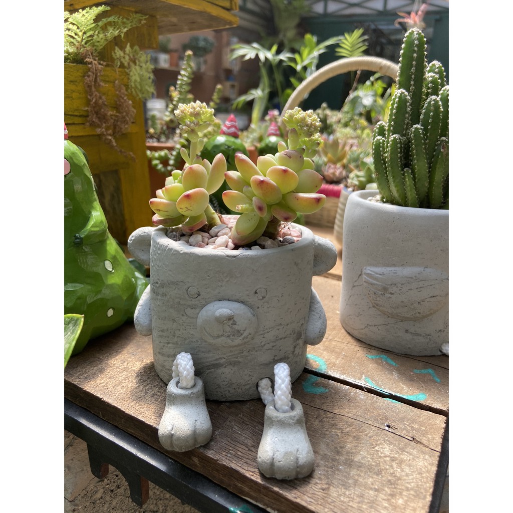 CHẬU XI MĂNG KÈM CÂY