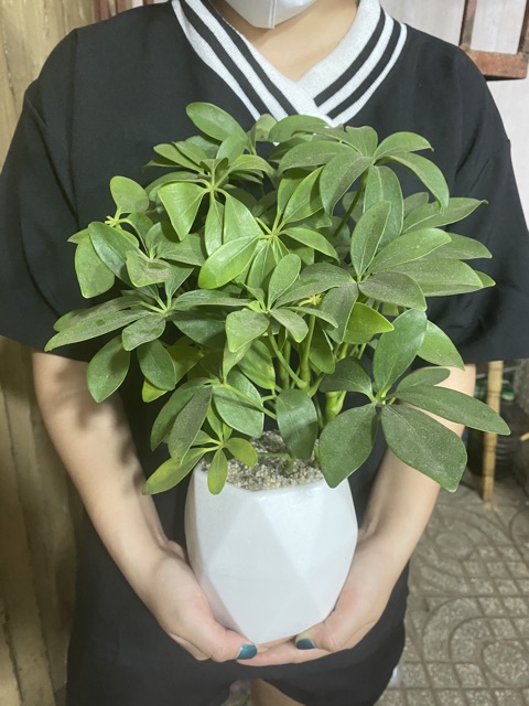 CÂY PHONG THỦY NGŨ GIA BÌ - TẶNG CHẬU SỨ