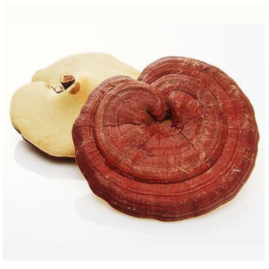 NẤM LINH CHI NÚI ĐÁ ĐỎ 1KG KOREAN YOUNGJI MUSHROOM - HÀN QUỐC