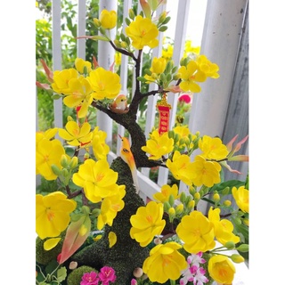 20 HOA MAI ĐẤT SÉT NHẬT ( ĐK ~4CM)