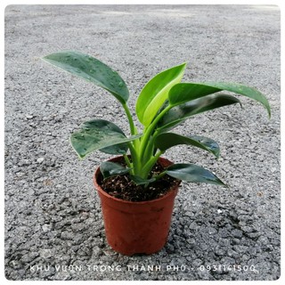 CHẬU CÂY ĐẾ VƯƠNG MINI