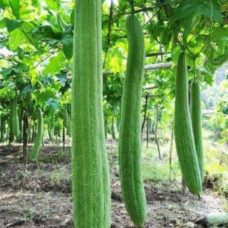 MƯỚP HƯƠNG THÁI QUẢ DÀI