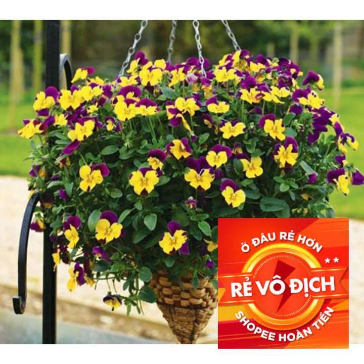 50 hạt giống hoa pansy nhiều màu sắc TRỢ GIÁ