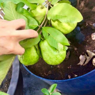 Cây 🌲 Ổi Nữ Hoàng .... đang hoa