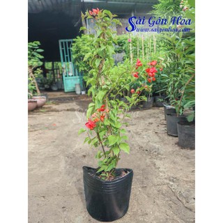 Cây Bông Giấy Hoa Đỏ