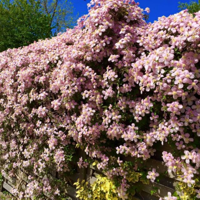 CỦ  HOA LEO ÔNG LÃO ĐÃ CÓ MẦM