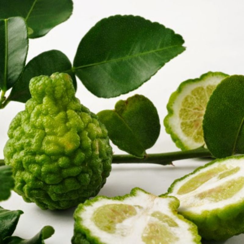 Hạt giống chanh thái hiệu Rạng Đông
