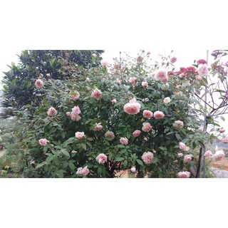 Cây giống hoa Hồng đào cổ