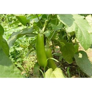 Hạt Giống Cà Xanh Mỡ Dễ Trồng