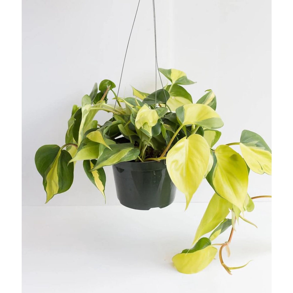 Chậu giống Philodendron hederaceum ‘Brasil’ (Philodendron ‘Brasil’, Trầu Bà Brasil) chậu nhựa