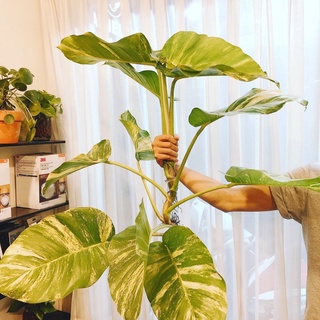 Mần giống Trầu Bà Khổng Lồ Lá Siêu To 981SP