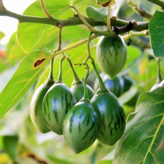 Hạt Giống Cà Chua Thân Gỗ - 4 Hạt / Gói ( Hàng Loại 1 )