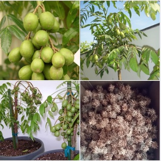 3 Hạt giống cây ăn trái cóc Thái