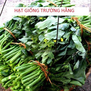 Hạt giống Cải Ngồng Mập 50 hạt