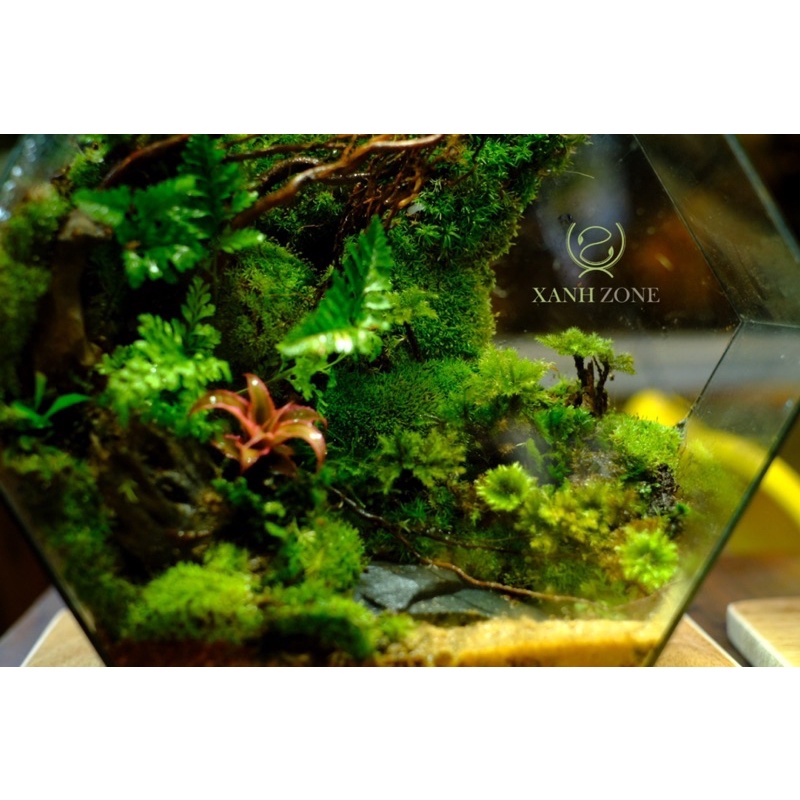 Rêu cọ, tree moss, rêu trồng terrarium, bán cạn, non bộ, rêu tươi, rêu terarium, rêu bán cạn