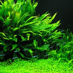 Cây thủy sinh dương xỉ Mỹ Nhân bụi tròn