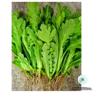 Hạt giống Cải cúc Nếp (gói 20 gr)