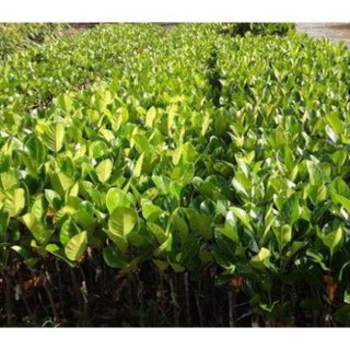 Cây mít thái siêu sớm