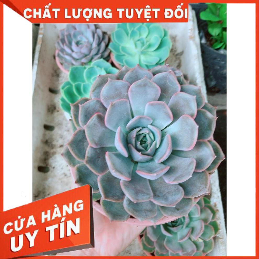 Chậu Sen Đá Tím Cảnh Cứng Size Đại Nhiều Người Mua