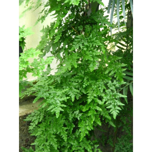 1Kg Cây Hải Kim Sa