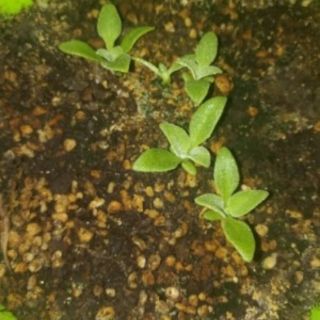Hạt giống rau bông tuyết