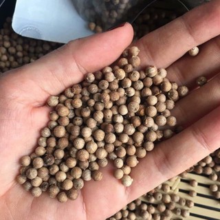 Tiêu sọ tiêu trắng
