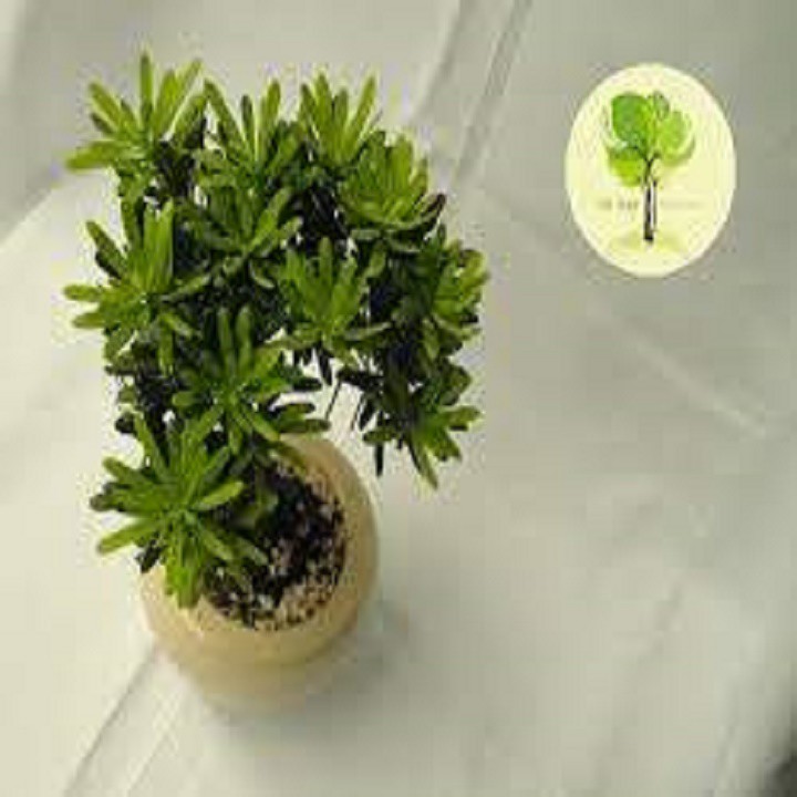 Cây tùng kim cương giống