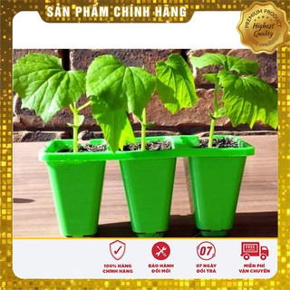 Hạt giống Bí Thiên Nga ( Hà Lan gói 05 hạt )