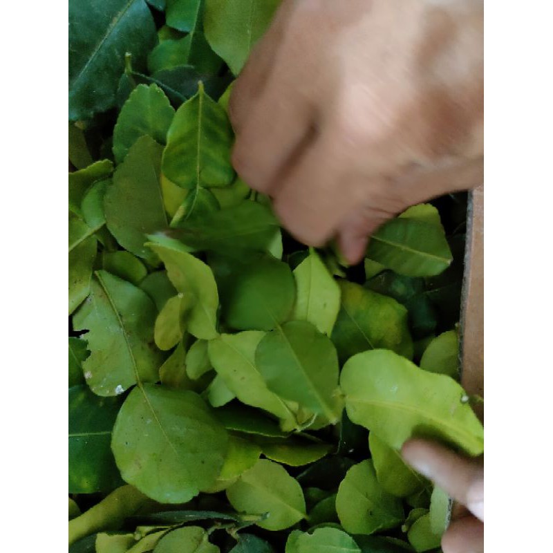 Lá chanh thái. 100g lá chúc 20k | BigBuy360 - bigbuy360.vn