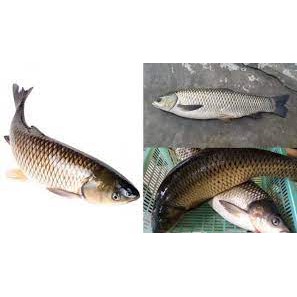 CẦN CÂU TAY SHIMANO, DAIWA,  CẦN CÂU TAY GIÁ RẺ.