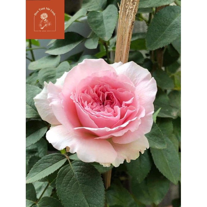 Hoa hồng Bụi Miranda xứ Anh sắc hồng phấn- Hoatuoimelinh