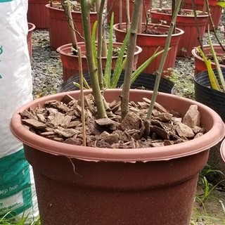 Lớp phủ hữu cơ (Organic Mulch) 5dm3
