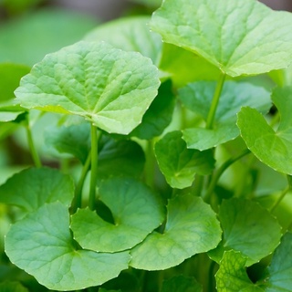 Hạt Giống Rau Má gói 1gram