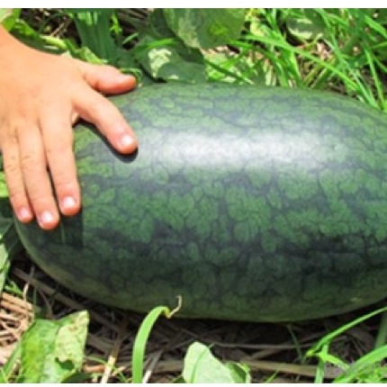 HẠT GIỐNG DƯA HẤUHẮC MỸ NHÂN F1 QUẢ SIÊU TO