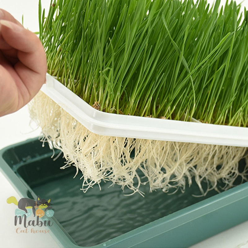 DỤNG CỤ TRỒNG CỎ MÈO THỦY CANH
