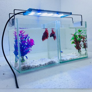 Bể cá mini để bàn combo 2 bể có đèn led