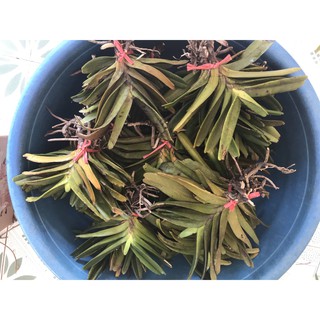 lan quế tìm 35k/bó ( bó 3cây)