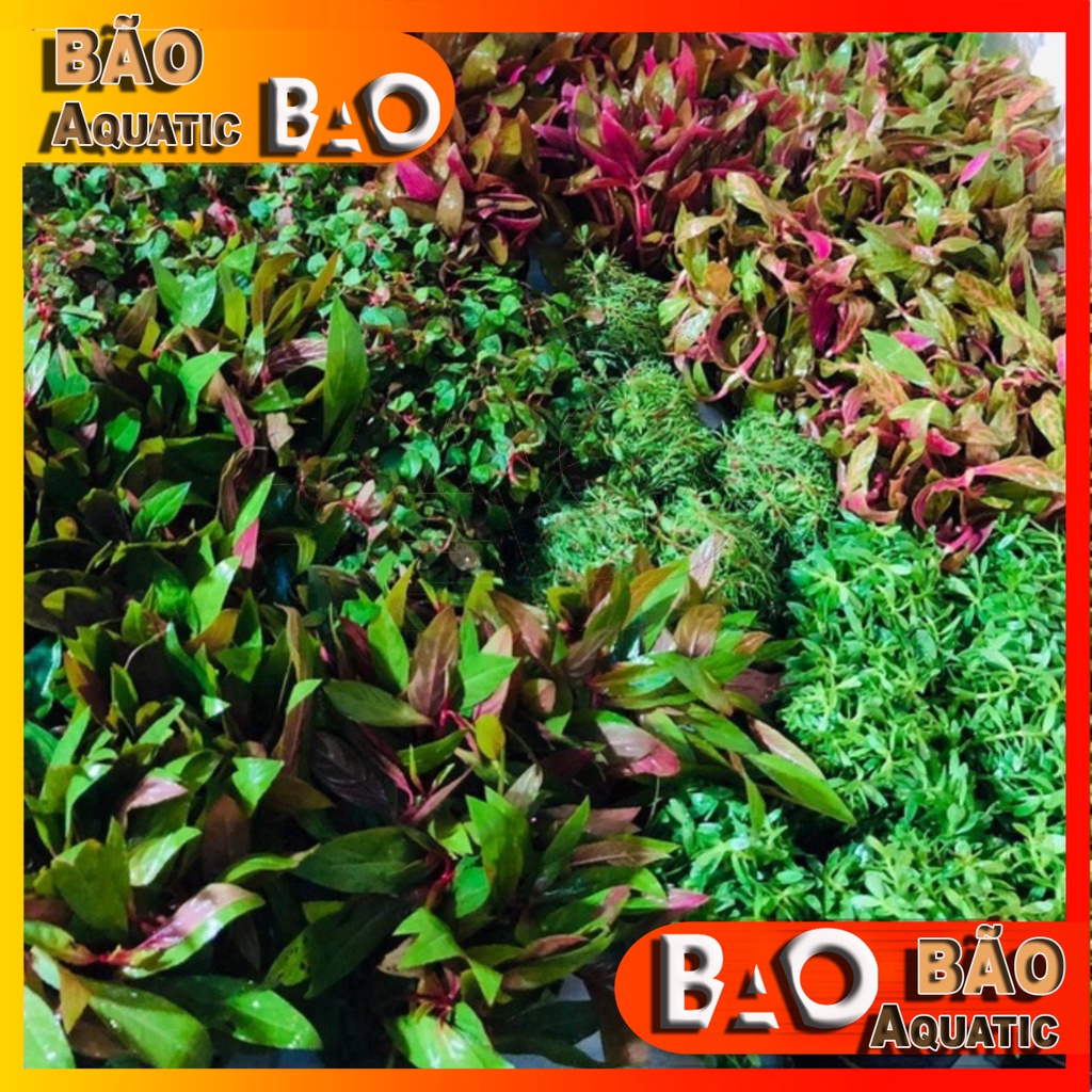 Cây thủy sinh cắt cắm Tổng hợp tất cả các loại ( từ 10-30 ngọn/ bó)
