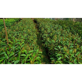 CÂY GIỐNG SẦU RIÊNG RI6 ( CÂY GHÉP VHO TRÁI SỚM )